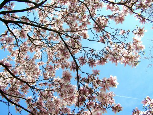 Žydintis Tulpių Medis, Magnolija, Mėlynas Dangus