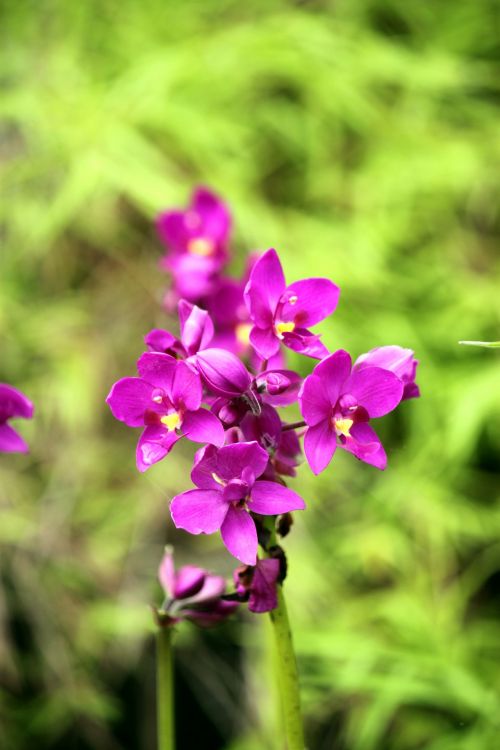 Žiedai & Nbsp,  Raudona & Nbsp,  Orchidėja & Nbsp,  Gėlė,  Singapūras,  Žiedų Raudona Orchidėjų Gėlė