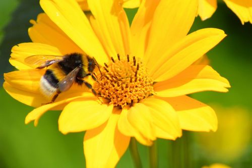 Žiedas, Žydėti, Hummel, Vabzdys, Uždaryti, Vasara