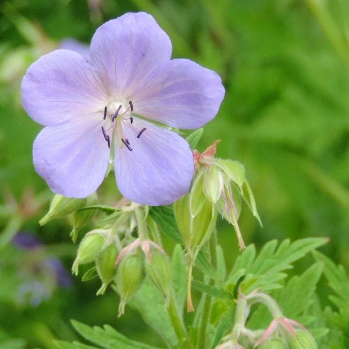 Žiedas, Žydėti, Gėlė, Violetinė, Gamta, Augalas, Filigranas