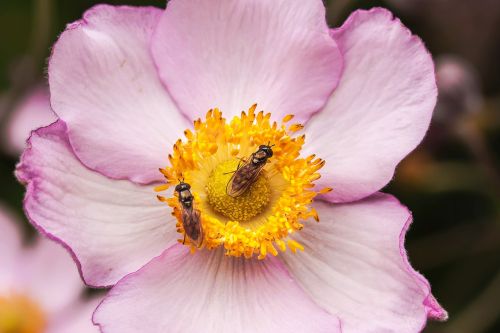 Žiedas, Žydėti, Rožinis, Gėlė, Kritimo Anemonis, Anemonis Hupehensis, Hahnenfußgewächs, Ranunculaceae, Dekoratyvinis Augalas, Parko Gamykla, Sodo Augalas, Schnittblume, Flora, Žydintys Stiebai, Nektaras, Antspaudas, Tuti, Pastellfarben, Gamta, Hoverfly, Vabzdys, Nektaro Paieška, Gyvūnai