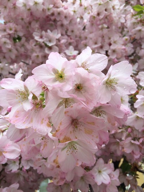 Pavasaris, Rožinis, Sakura, Rožinė Gėlė, Medis, Gėlė, Sodas