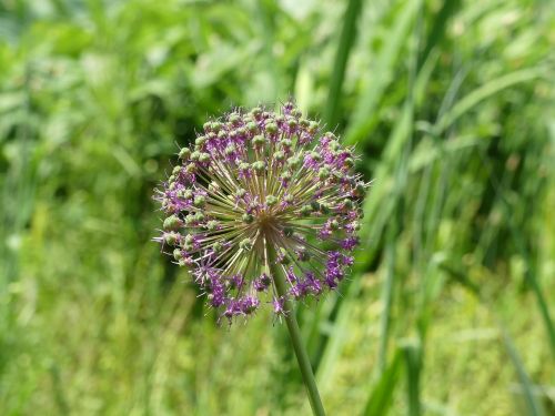 Žiedas, Žydėti, Violetinė, Gėlė, Pieva