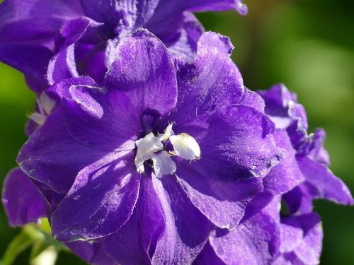 Žiedas, Žydėti, Violetinė, Gėlė, Uždaryti, Violetinė Arti Augalas, Gamta