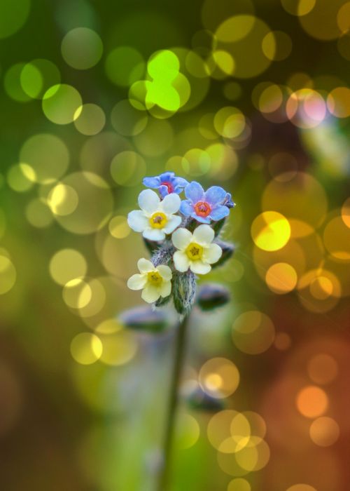 Žiedas,  Žydėti,  Augalas,  Gamta,  Spalva,  Šviesus,  Lapai,  Bokeh,  Be Honoraro Mokesčio