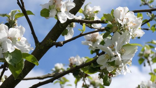 Žiedas,  Obuolių Medis,  Balta Gėlė,  Apple Blossom