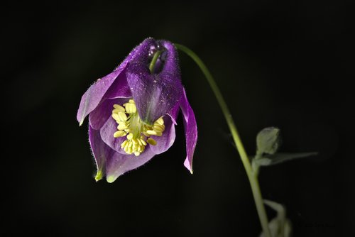 Žiedas,  Žydi,  Violetinė,  Miško Columbine