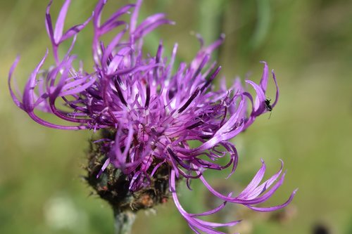 Žiedas,  Žydi,  Violetinė Gėlė,  Alpine Gėlių,  Gėlė,  Violetinė,  Žydi,  Žiedlapiai