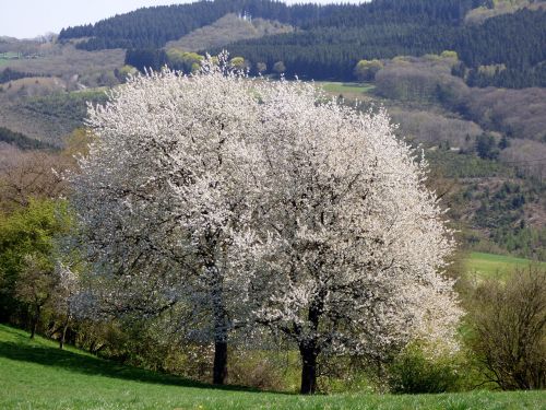 Žiedas, Žydėti, Gamta, Pavasaris, Medis, Liuksemburgas, Žydėjime