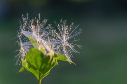 Žiedas, Žydėti, Pūkas, Atgal Šviesa, Šviesa, Žydėti, Plaukuotas, Purus, Plaukai, Lapai, Plunksna