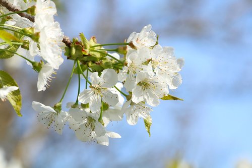 Žydėjimo Vyšnios,  Baltos Gėlės,  Žydėjimo,  Pavasaris