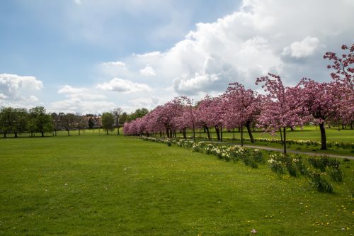 Pavasaris,  Medis,  Žydi,  Žiedas,  Sodas,  Gėlė,  Sezonas,  Kelias,  Rožinis,  Sakura,  Žydėti,  Parkas,  Alėja,  Žalias,  Balandis,  Botanikos,  Alėja,  Peizažas,  Vyšnia,  Romantiškas,  Gražus,  Gamta,  Idiliškas,  Kraštovaizdis,  Žydi Vyšnios Medis