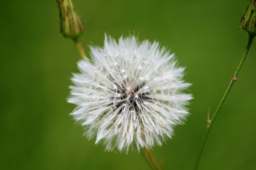 Blowball, Kiaulpienė, Gėlė, Balta, Gamta, Sėklos