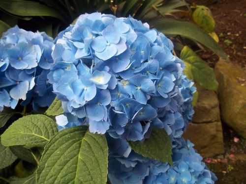 Mėlynas, Hortenzija, Gėlė, Gamta