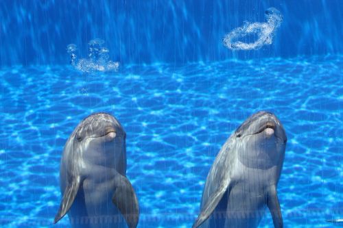 Delfinai, Akvariumas, Žuvis, Mėlynas, Du, Kalbėti, Plaukti
