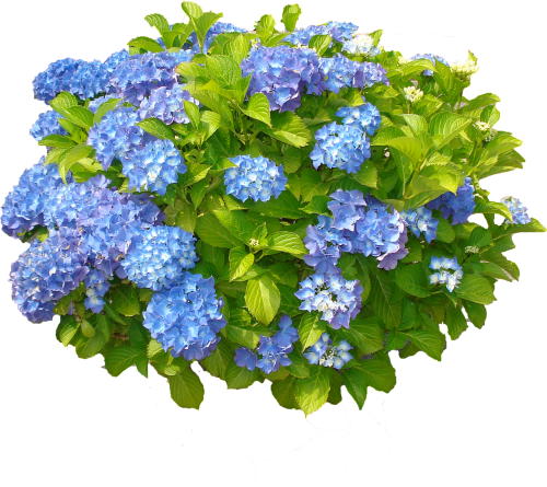 Mėlynas, Hortenzija, Krūmas, Gėlės