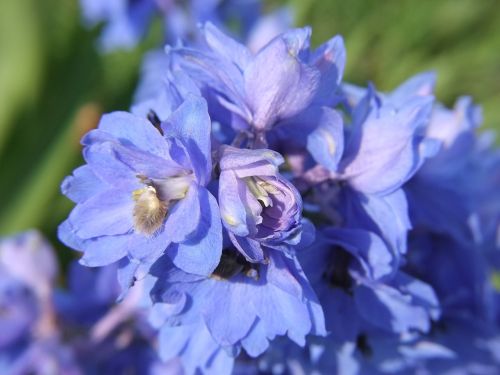 Mėlynas, Gėlė, Delphinium