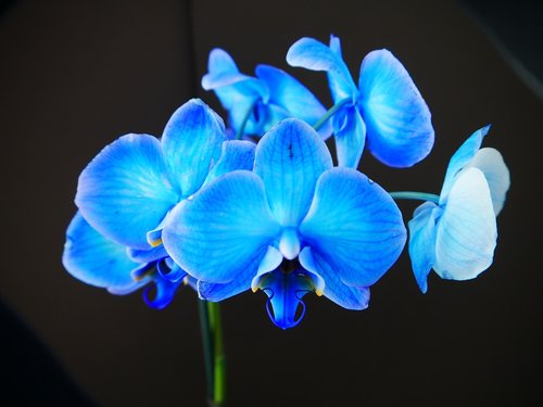 Mėlyna,  Orchidėjų,  Gėlė,  Augalų,  Tropical,  Egzotiškas,  Stiprus,  Spalva,  Gražus,  Iš Arti