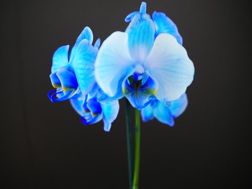 Mėlyna,  Orchidėjų,  Žiedas,  Žydi,  Gėlė,  Tropical,  Egzotiškas,  Stiprus,  Gražus,  Žydi,  Iš Arti