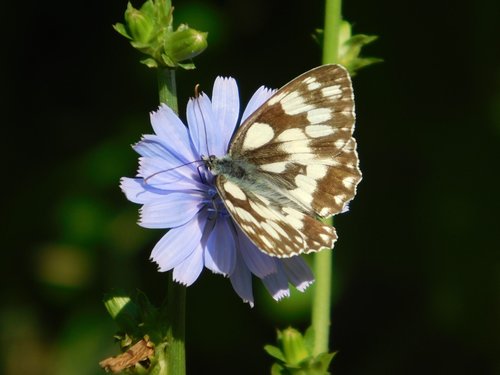 Mėlyna,  Wildflower,  Drugys