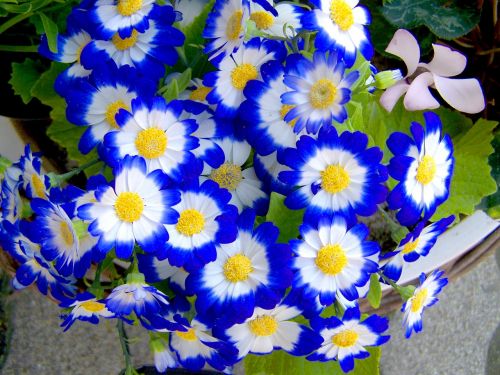 Mėlynas, Pavasario Gėlė, Sodas