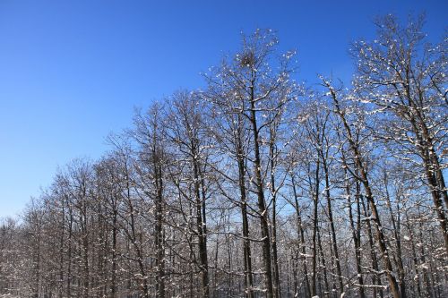 Mėlynas, Šaltas, Miškas, Dangus, Snieguotas, Medžiai, Balta, Gamta, Žiema