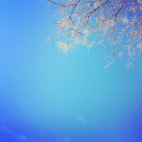 Mėlynas, Dangus, Medžiai, Filialai, Gamta
