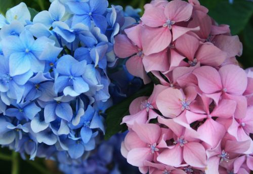 Hortenzija,  Gėlės,  Florets,  Mėlynas,  Rožinis,  Mėlyna Ir Rožinė Hortenzija