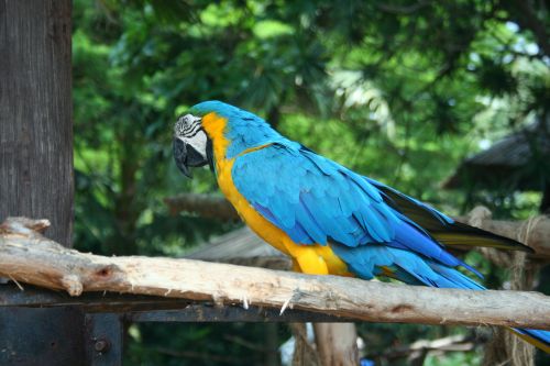 Paukštis,  Papūga,  Macaw,  Mėlynas,  Geltona,  Sustingęs,  Mėlyna Ir Geltona Paprastoji Papūga 2