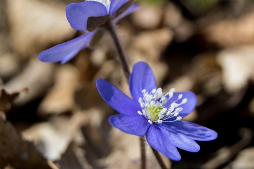 Mėlynas Anemonis, Pavasaris, Livervortas, Augalas, Mėlynas, Gamta, Gėlė, Pavasario Gėlė, Sip