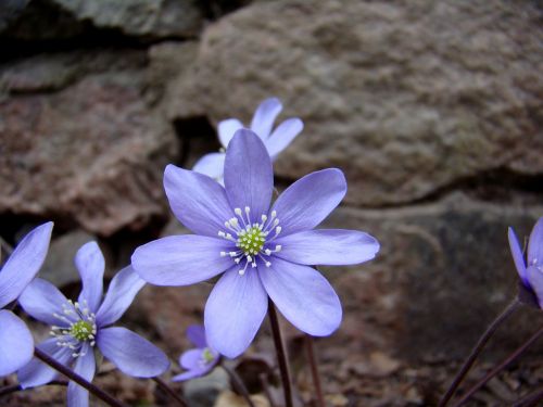 Mėlynas Anemonis,  Gėlė,  Augalas,  Mūsų Ženklai,  Gamta,  Mėlynas