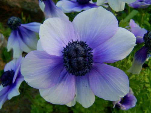 Mėlynas Anemonis, Gėlių Sodas, Pavasario Gėlė