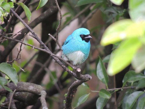 Mėlynas Paukštis,  Pobūdį,  Gyvūnijos Pasaulyje