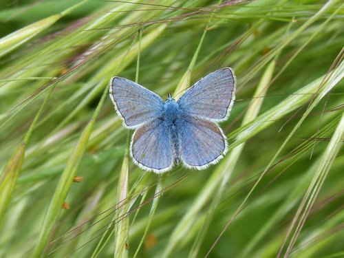Blue Butterfly,  Drugelis,  Blaveta Municipalitetas,  Pobūdį,  Vasara,  Lauke,  Vabzdys