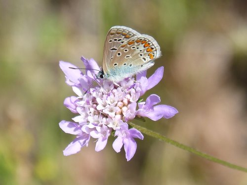 Blue Butterfly,  Blaveta Municipalitetas,  Gėlė,  Libar,  Žvaigždūnė,  Polyommatus Icarus