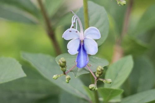 Blue Butterfly Flower,  Pobūdį,  Gėlė,  Augalų,  Lapų,  Lauko,  Sodas,  Žiedlapis,  Šviesos,  Gėlių S,  Žydi,  Gražus