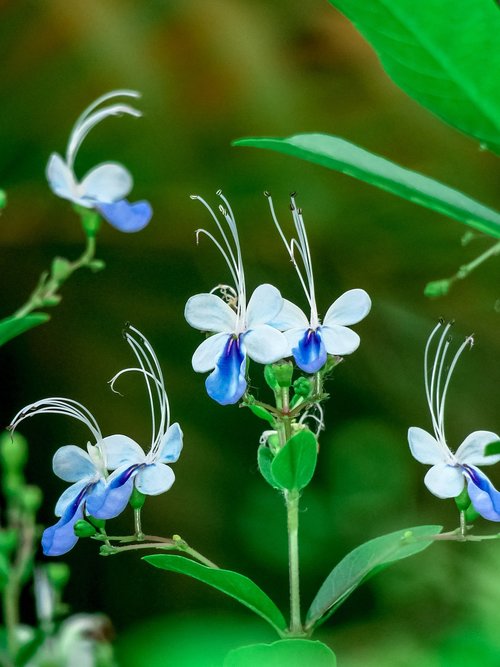 Blue Butterfly Flower,  Pobūdį,  Gėlė,  Augalų,  Lapų,  Lauko,  Sodas,  Žiedlapis,  Šviesos,  Gėlių S,  Žydi,  Gražus,  Iš Arti