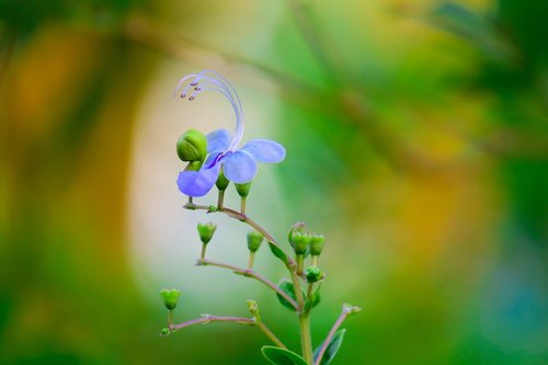 Blue Butterfly Flower,  Pobūdį,  Gėlė,  Augalų,  Lapų,  Lauko,  Sodas,  Žiedlapis,  Šviesos,  Gėlių S,  Žydi,  Gražus,  Iš Arti