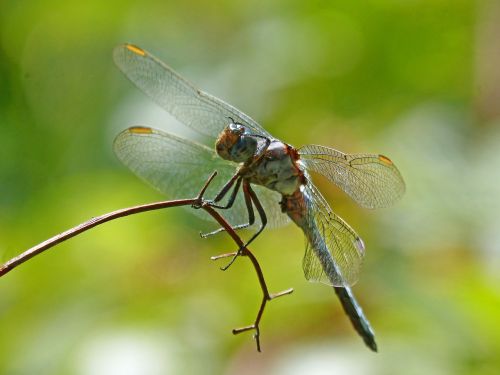 Mėlyna Lazdele, Filialas, Pelkė, Orthetrum Cancellatum, Lazda, Kelti, Slėpti