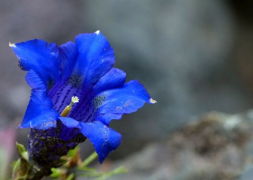 Mėlynas Enzianas, Alpių, Gėlė, Gamta, Kalnas, Augalas, Flora, Makro