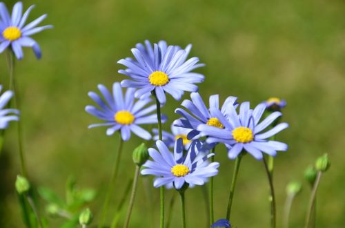 Mėlyna Felicia Daisy, Gėlė, Žiedas, Žydi, Augalas, Pavasaris, Botanika, Augantis Augalas, Žali Lapai