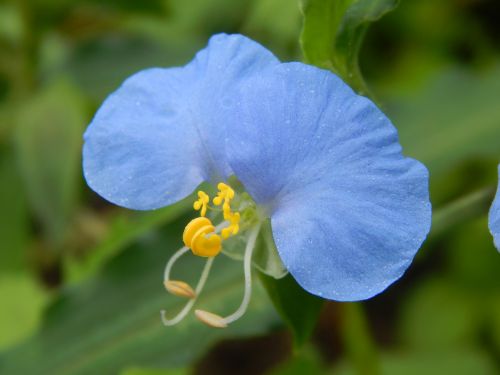 Mėlyna Gėlė, Gėlių Celeste, Santa Lucia, Laukinė Gėlė
