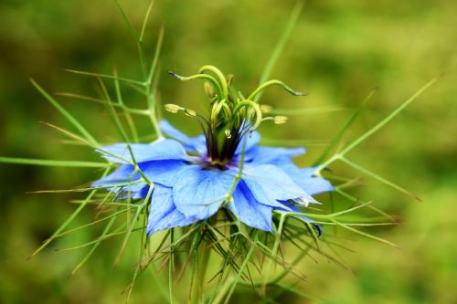 Mėlyna Gėlė,  Gamta,  Sodas,  Augalas