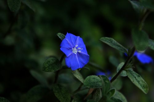Mėlyna Gėlė Cerrado, Mėlyna Gėlė, Mėlynas, Sodas, Gamta, Gėlės