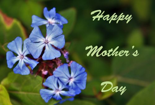 Kortelė,  Šventė,  Gėlės,  Mėlynas,  Motina,  Mėlynos Gėlės Motinos Dienos Sveikinimas