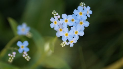 Mėlynos Gėlės,  Monhegan Sala,  Meino