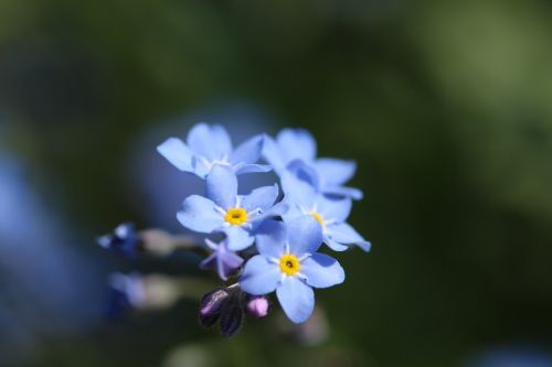 Mėlynos Pamiršk Mane, Gamta, Pavasario Gėlė