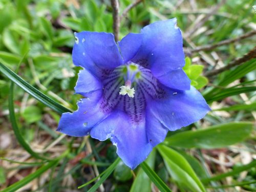 Mėlynas Gentianas, Gentian, Gėlė, Alpių Gėlė, Austria, Augalas