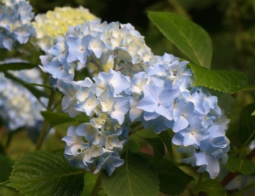 Mėlyna Hortenzija, Hortenzija, Gėlė, Žydėti, Augalas, Krūmas, Sodas, Pavasaris, Gamta
