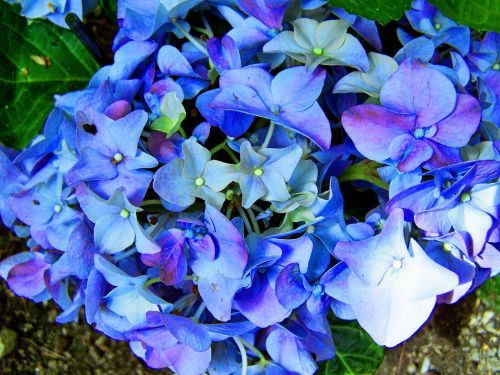Mėlyna Hortenzija,  Gėlių Sodas,  Pavasario Gėlė